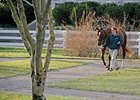 Business Declines at Keeneland Sale Business Declines at Keeneland Sale