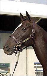 Win Crafty Lady Tops Solid Fasig-Tipton Sale Win Crafty Lady Tops Solid Fasig-Tipton Sale