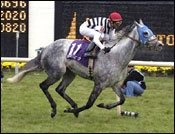 Breeders' Cup Winner Starine Headed to Keeneland November Breeders' Cup Winner Starine Headed to Keeneland November
