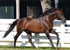Go for Gin at the Kentucky Horse Park.