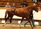 Shamardal Colt Tops Craven Breeze Up Sale Shamardal Colt Tops Craven Breeze Up Sale