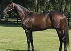 Spanish Steps Sires First Winner Spanish Steps Sires First Winner