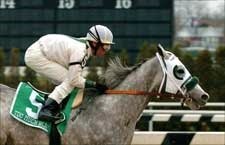 Too Much Bling Gets Rail for Woody Stephens Too Much Bling Gets Rail for Woody Stephens