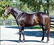 BC Classic Winner Skywalker Dead BC Classic Winner Skywalker Dead