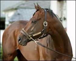 Stamina Influences Abound in this Year's Classic Winners Stamina Influences Abound in this Year's Classic Winners
