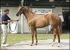 Fasig-Tipton July Sale 'Survives' With Small Losses; Buy-Back Rate Down Fasig-Tipton July Sale 'Survives' With Small Losses; Buy-Back Rate Down