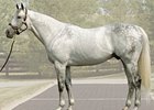 Undbridled's Song