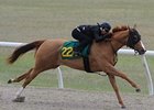OBS March Under Tack Show Will Start March 11 OBS March Under Tack Show Will Start March 11