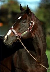 Leading Sire Danzig Dead at 29 Leading Sire Danzig Dead at 29