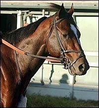 Zavata to Stand at Walmac in 2004 Zavata to Stand at Walmac in 2004