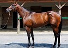 Indian Charlie Colt Tops F-T Midlantic Sale Indian Charlie Colt Tops F-T Midlantic Sale