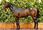The JHRA yearling sales topper, a son of Agnes Tachyon.