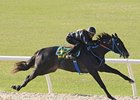 Macho Uno Colt Brings $250,000 at OBS Macho Uno Colt Brings $250,000 at OBS