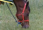 Joy & Fun grazing.