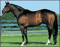 Leading Freshman Sire Began in Florida, Now in Texas Leading Freshman Sire Began in Florida, Now in Texas