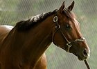 Pfizer Animal Health and the NTRA have joined forces to fund laminitis research through the Barbaro Memorial Fund.