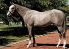 Dunkirk as a yearling in September 2007. He sold for $3.7 million.<br><a target="blank" href="http://www.bloodhorse.com/horse-racing/photo-store?ref=http%3A%2F%2Fpictopia.com%2Fperl%2Fgal%3Fprovider_id%3D368%26ptp_photo_id%3D7949229%26ref%3Dstory">Order This Photo</a>
