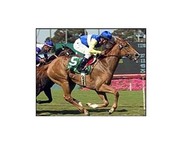 Megahertz wins the Beverly Hills Handicap with ususal late run.