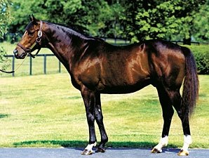 Claiborne Farm Announces 2009 Stud Fees Claiborne Farm Announces 2009 Stud Fees