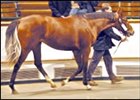 Tattersalls Sets Yearling Sale Records Tattersalls Sets Yearling Sale Records