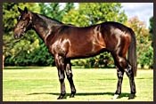 Maktoum Family Is Top Buyer On Opening Day of Australian Easter Sale Maktoum Family Is Top Buyer On Opening Day of Australian Easter Sale
