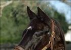 Lucky Spell, Granddam of Unbridled's Song, Dead Lucky Spell, Granddam of Unbridled's Song, Dead