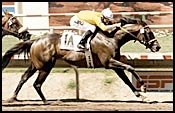 Came Home Breeders' Cup Plans Set Came Home Breeders' Cup Plans Set
