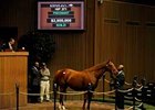 Eight Belles' dam Away sells for $2.5 million at Keeneland Nov. 3.