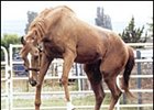 Little Current, has died at age 32.