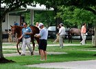 Yearlings at the Fasig-Tipton Kentucky July select auction.