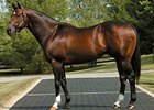 Officer (shown) is the sire of a filly out of Not to Be Outdone who worked an eighth of a mile in :10 during the third session of the under tack show for the OBS spring sale of 2-year-olds in training.