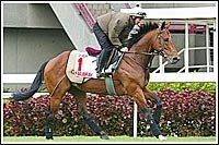 Dettori, Falbrav Get Friday Morning Workout Dettori, Falbrav Get Friday Morning Workout