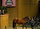 Elusive Diva, hip No. 9, in the ring at Keeneland Jan. 12