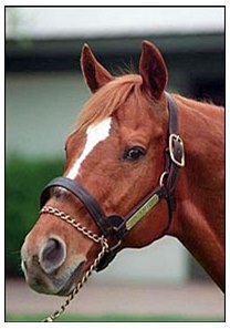 Affirmed, racing's last Triple Crown winner, at Jonabell Farm in 1999.
