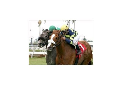Aunt Henny (1) and Javier Castellano finish just ahead of Diamond Spirit (3) to win the Herecomesthebride Stakes, Sunday at Gulfstream Park.