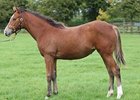 The only living foal by the late George Washington is consigned through the Irish National Stud.