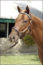 McKathans Preparing $8-Million Yearling for Racing McKathans Preparing $8-Million Yearling for Racing