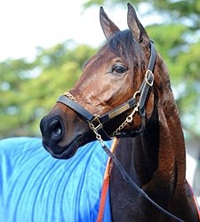Pletcher Keeping Close Eye on Uncle Mo Pletcher Keeping Close Eye on Uncle Mo