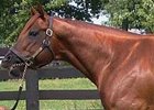 Article of Faith, Ocean Indy Retire Article of Faith, Ocean Indy Retire
