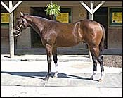Record-Setting Fasig-Tipton Sale in Maryland Topped By Silver Deputy Colt Record-Setting Fasig-Tipton Sale in Maryland Topped By Silver Deputy Colt
