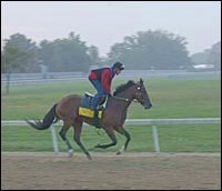 Perfect Drift, 'Lady, Tiger Hunt Work in Kentucky Perfect Drift, 'Lady, Tiger Hunt Work in Kentucky