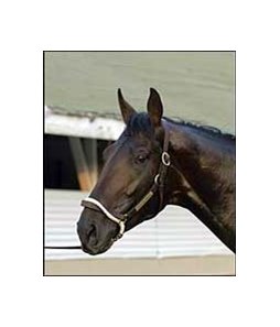 Bellamy Road, looms large in prepping for the Kentucky Derby.