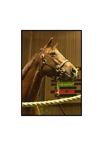 Twenty Eight Carat, the dam of A P Valentine, brought a top price of $4-million.