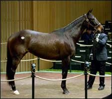 Keeneland January Sale Gets Off to Strong Start Keeneland January Sale Gets Off to Strong Start