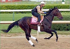 Halfbridled Scratched from Kentucky Oaks Halfbridled Scratched from Kentucky Oaks