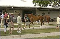 Fasig-Tipton Officials, Consignors Hoping for a Strong July Yearling Sale Fasig-Tipton Officials, Consignors Hoping for a Strong July Yearling Sale