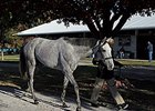Stardom Bound is one of the grade I winners to be offered at the 2008 Fasig-Tipton Kentucky November select sale.