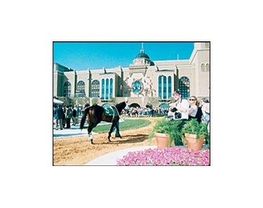 A horse walks in the paddock at Lone Star Park.