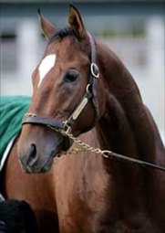 Brother Derek Back on (the) Track; Haskell Probable Next Start Brother Derek Back on (the) Track; Haskell Probable Next Start