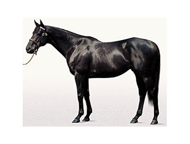 Offlee Wild, 2009 Top First-crop sire
